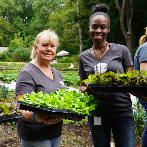 Konica Minolta employees volunteer to plant a garden